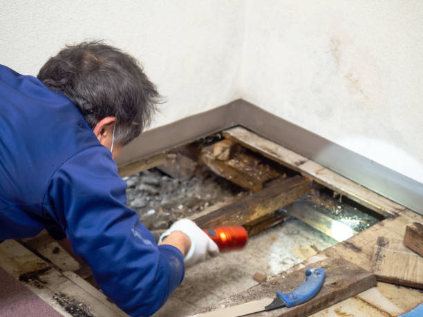 Richwood, TX Mold Removal Company