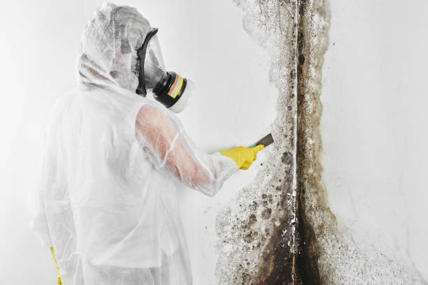 Best Mold Remediation Experts  in Richwood, TX