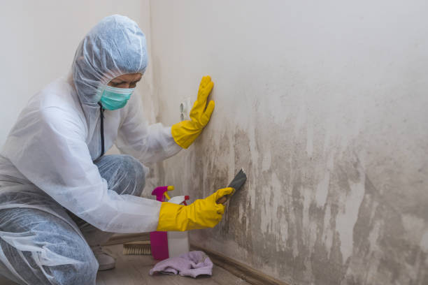 Best Local Mold Removal Service  in Richwood, TX