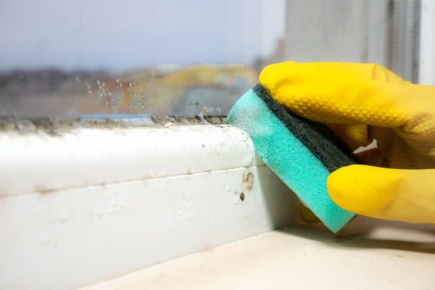 Home Mold Removal in Richwood, TX