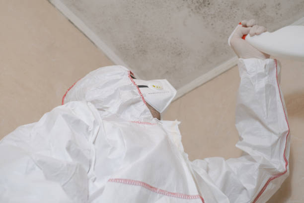 Reliable Richwood, TX Mold Removal Solutions