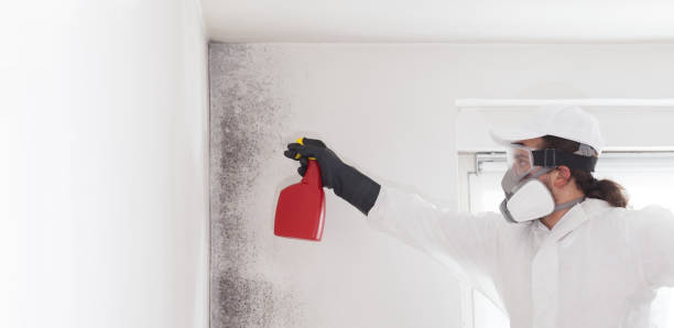 Best Mold Damage Repair  in Richwood, TX