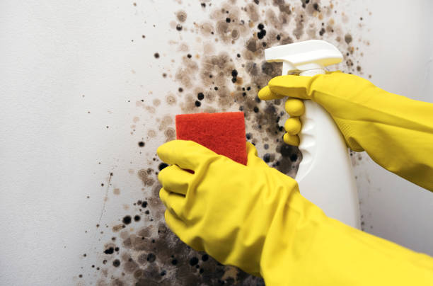 Best Same-Day Mold Removal  in Richwood, TX