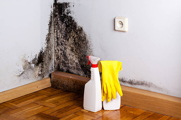 Best Certified Mold Removal  in Richwood, TX