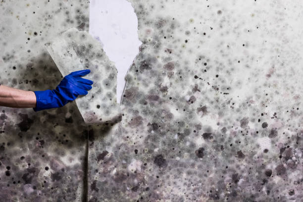 Best Affordable Mold Removal  in Richwood, TX