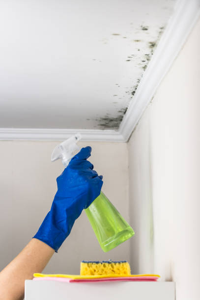 Best Mold Removal Process  in Richwood, TX