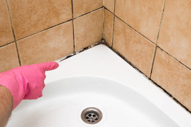 Mold Removal Process in Richwood, TX