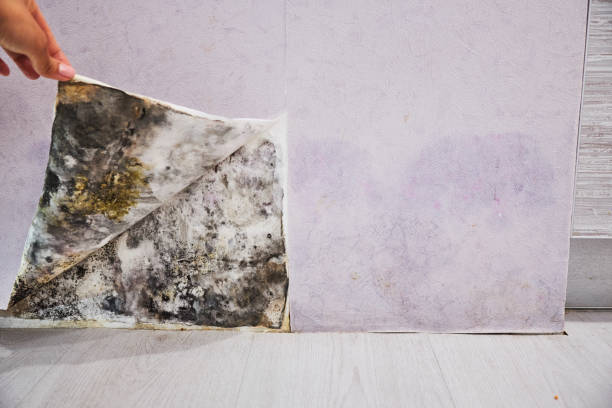 Best Professional Mold Removal  in Richwood, TX